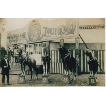 Joseph Tondeurs en zijn paarden, Sint-Lievens-Houtem, 1928