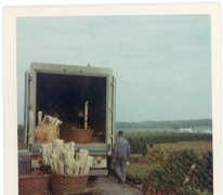 Export van planten, Melle, 1972