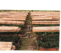 Rietmatten over azalea bedden, Destelbergen, 1991