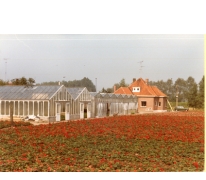 Bloemisterij Aelterman - Collin, Destelbergen, eind jaren 1970