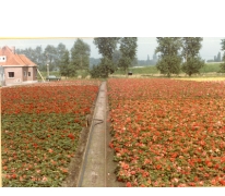 Begoniaveld van bloemisterij Aelterman - Collin, Destelbergen, eind jaren 1970
