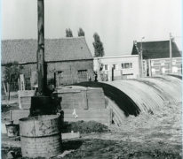 Witloof groeit op het witloofveld, Sint-Lievens-Houtem, 1950-1960
