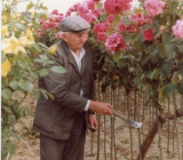 Arthur De Neve tussen rozenstruiken, Oosterzele, jaren 1980
