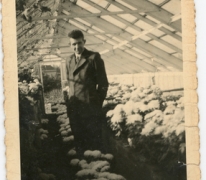 Chrysanten op boomkwekerij De Moor, Oosterzele, jaren 1940-1950
