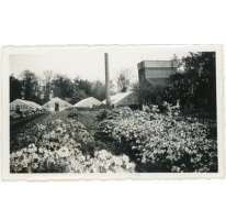 Bloemisterij Van Hecke met azalea&#039;s, Zaffelare, 1940-1950
