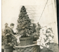 Azalea japonica, klaar voor transport, Zaffelare, 1940-1950

