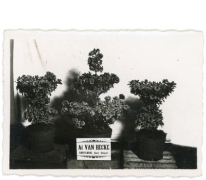 Azalea japonica van Van Hecke, Gent, 1940-1950
