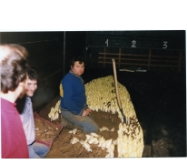 Witloof oogsten in de schuur bij Van De Keere, Sint-Lievens-Houtem, eind jaren 1980
