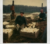 Antoine en Theodule Van De Keere pakken witloof uit, Sint-Lievens-Houtem, jaren 1970