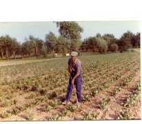 Schoffelen op het veld, Sint-Lievens-Houtem, 1970-1980