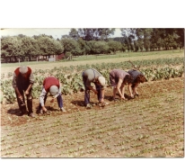 Wieden op het witloofveld, Sint-Lievens-Houtem, jaren 1970-1980