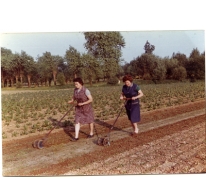 Wieden met molentje, Sint-Lievens-Houtem, jaren 1970-1980