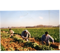 Witloofwortels oogsten bij Van De Slijke, Sint-Lievens-Houtem, jaren 1970-1980