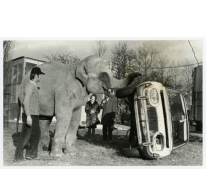 Harry Malter met olifant en omvergeduwde wagen