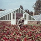 Collectie Georgette Collin-Aelterman